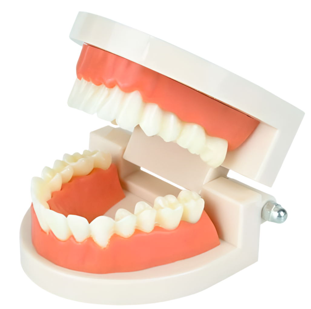 Teeth Model